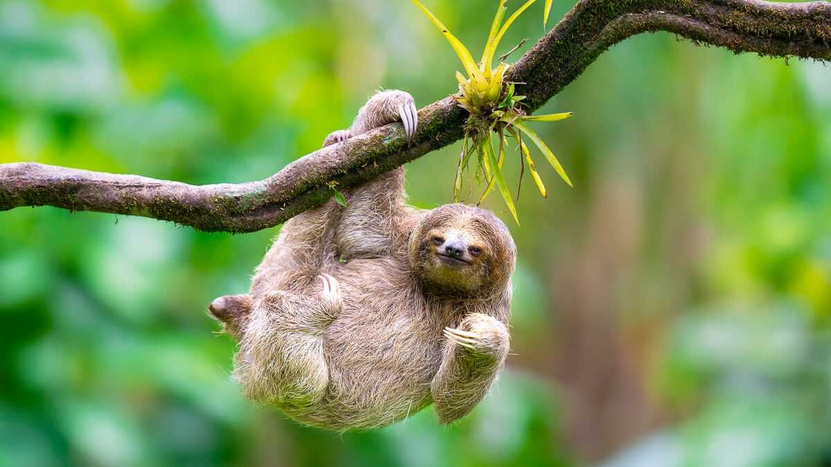 _Sloth_Costa_Rica_Photo_Workshop_2